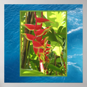 Poster Heliconia rostrata