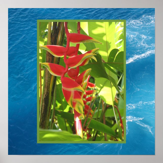Poster Heliconia rostrata (Devant)