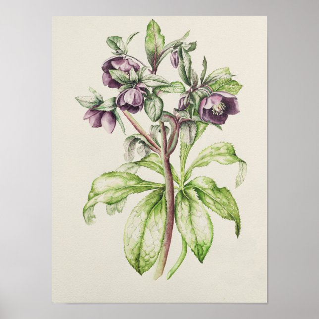 Poster Helleborus Orientalis de Helen Ballard (Devant)