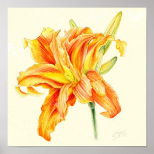 Poster Hémérocalle double Hemerocallis orange aquarelle
