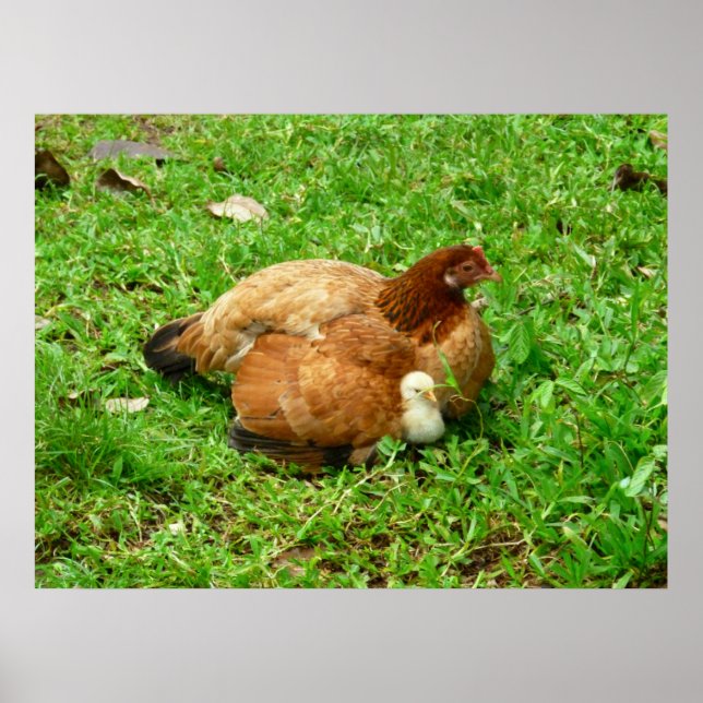 Poster Hen et Chick (Devant)