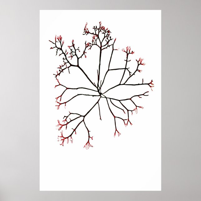 Poster Henry Bradbury's Pressed Seaweed Quatrième de dix (Devant)