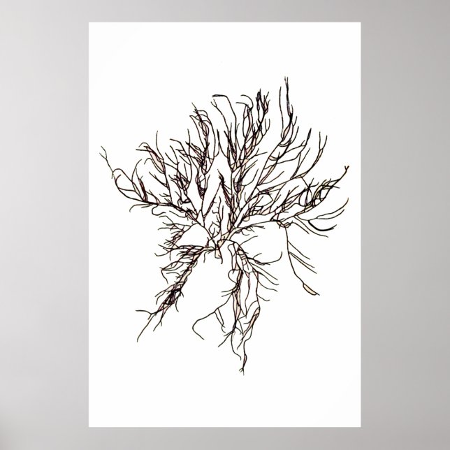 Poster Henry Bradbury's Pressed Seaweed Sixième of Ten (Devant)