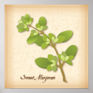 Poster Herb de Sweet Marjoram