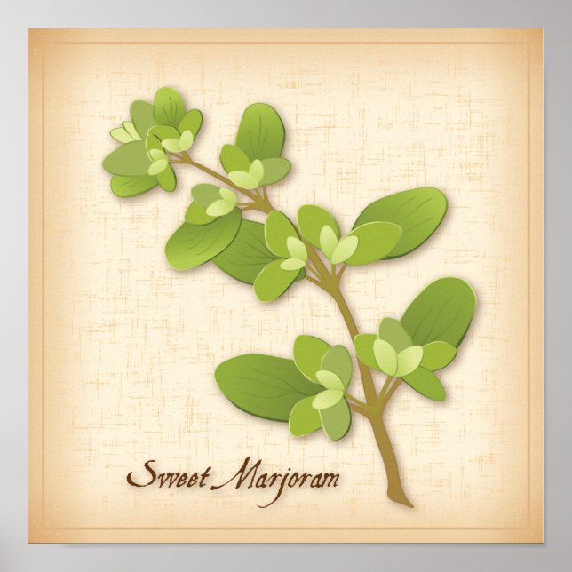 Poster Herb de Sweet Marjoram (Devant)
