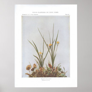 Poster Herbe étoilée jaune - Hypoxis hirsuta
