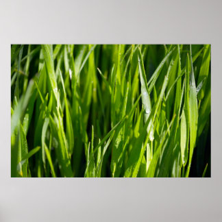 Poster Herbe verte