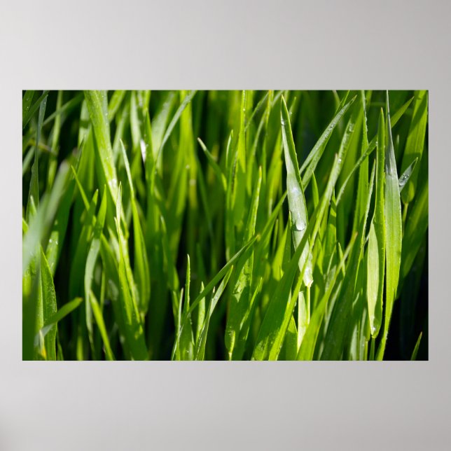 Poster Herbe verte (Devant)