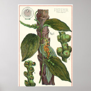 Poster Herbes et épices alimentaires vintage, plante de p