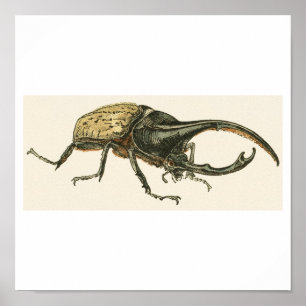 Poster Hercules Beetle