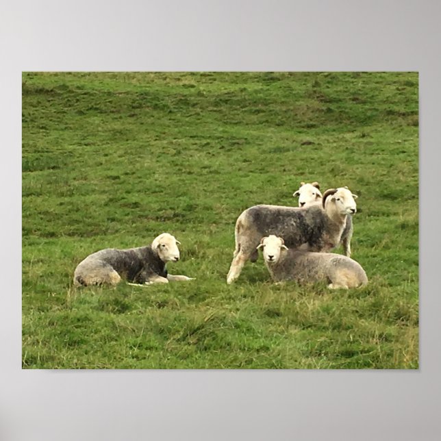 Poster Herdwick Sheep (Devant)