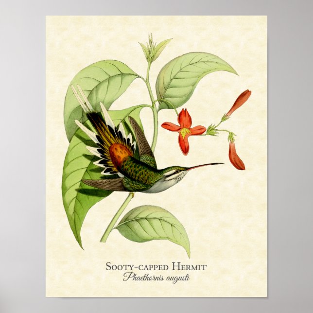 Poster Hermite à ciel ouvert Hummingbird Art Imprimer (Devant)