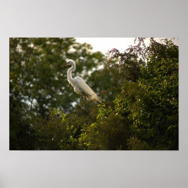 Poster Heron (Devant)