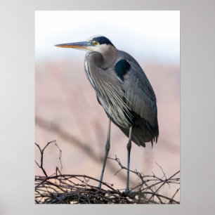 Poster Heron