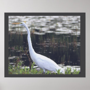Poster Heron