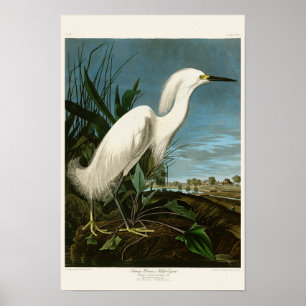 Poster Héron de neige Aiguille blanche Audubon Oiseaux d'