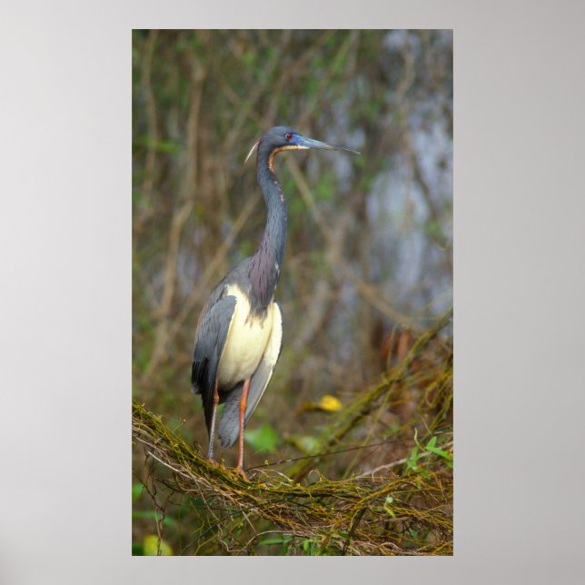 Poster Héron tricolore dans les Everglades (Devant)