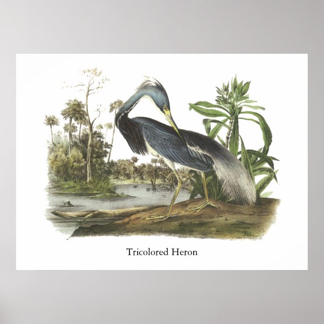 Poster Heron tricolore, John Audubon (Devant)