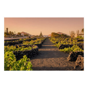 Poster Heure dorée sur les vignobles de La Geria Lanzarot