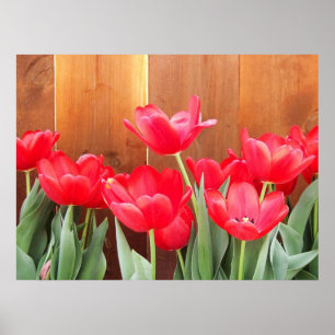 Poster Heure Tulip