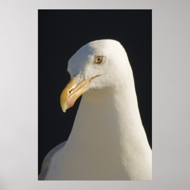 Poster Hey Big Fella Print (Devant)