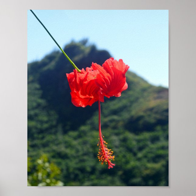 Poster Hibiscus à la carlet à Hawaii (Devant)