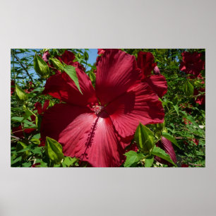 Poster Hibiscus Flower and Blue Sky