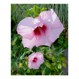 Poster Hibiscus géant comestible Fleur Parfait