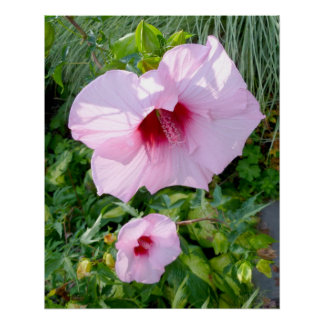 Poster Hibiscus géant comestible Fleur Parfait