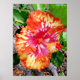 Poster Hibiscus hybride hawaïen