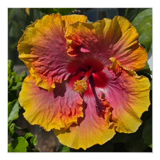 Poster Hibiscus orange et rose (Devant)