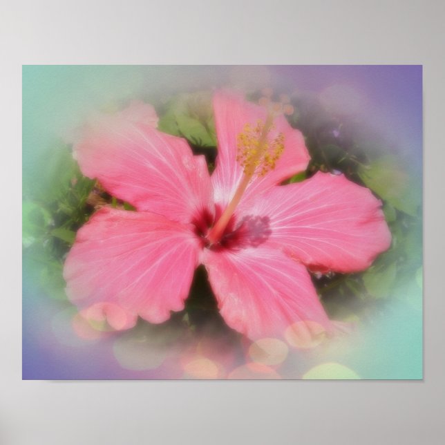 Poster Hibiscus rose (Devant)
