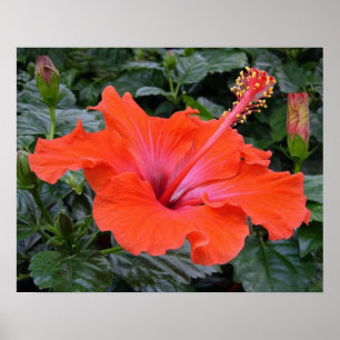 Poster Hibiscus rouge