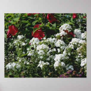 Poster Hibiscus Rouge Et Jardin Fleur De Phox Blanc