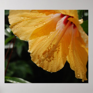 Poster HibiscusJaune70