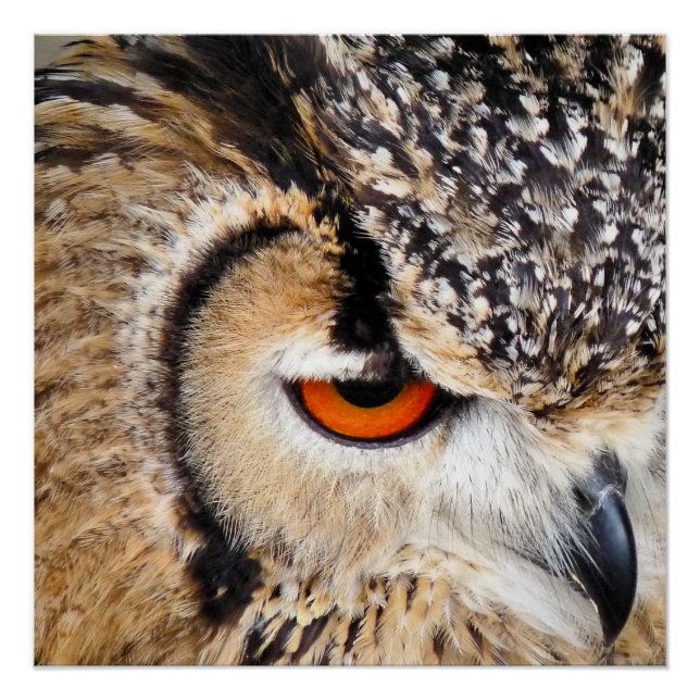 POSTER HIBOU (Devant)