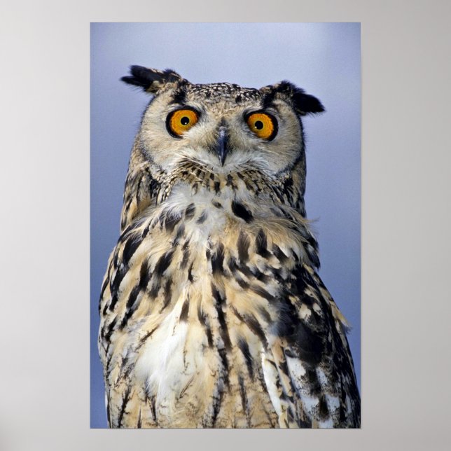 Poster hibou de l'aigle (Devant)