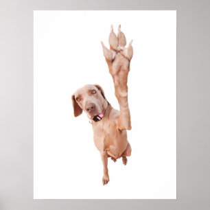 Poster High Five Weimaraner