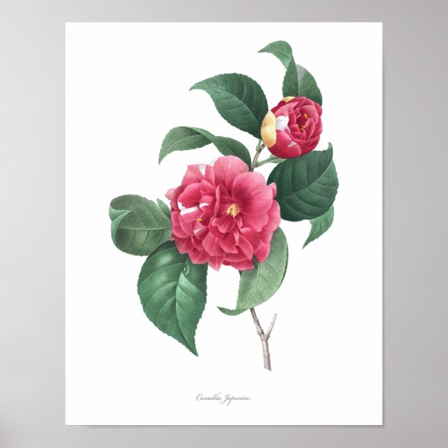Poster HIGHEST QUALITY Botanical print of Camellia (Devant)