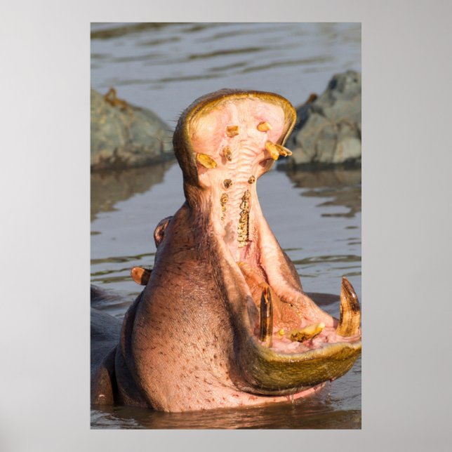 Poster Hippopotame bâillant, Tanzanie (Devant)