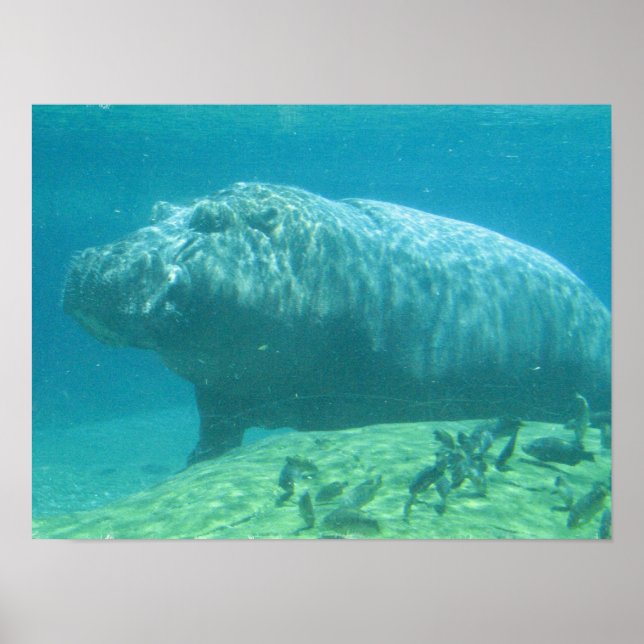 Poster Hippopotamus (Devant)