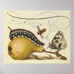 Poster Hoefnagel Vintage Poire & Insectes 1500 Renaissanc