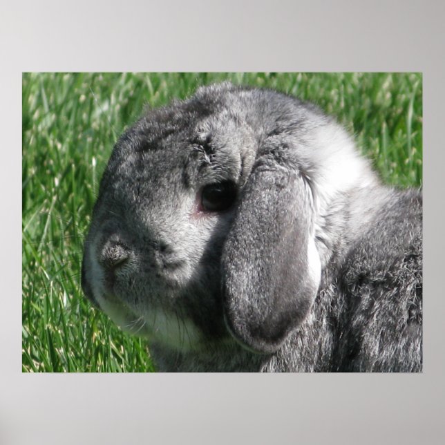 Poster Holland Lop (Devant)