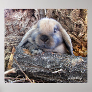 Poster Holland Lop