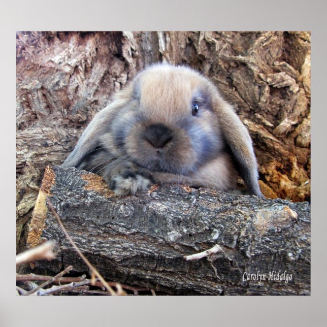 Poster Holland Lop (Devant)