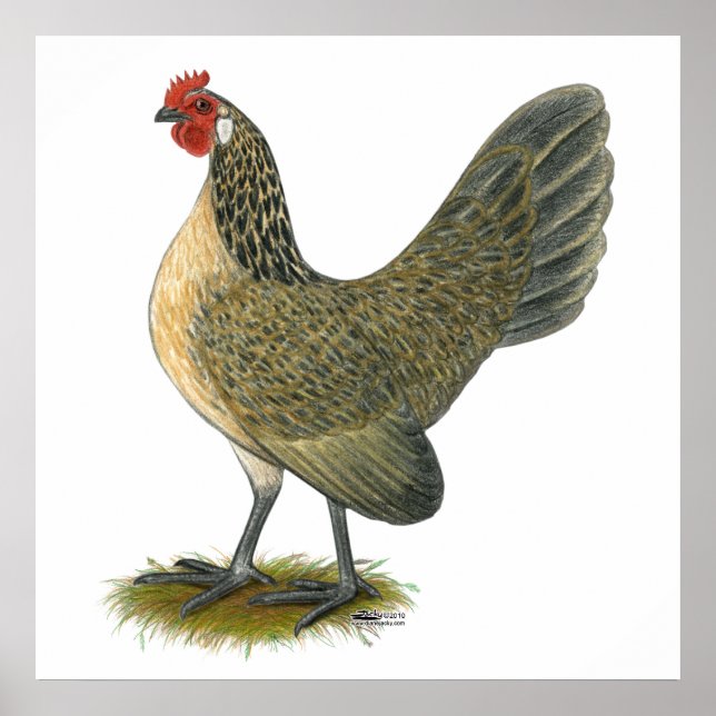 Poster Hollandais Bantam : Caille Bleue Hen (Devant)