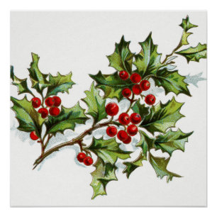 Poster Holly Berries 001