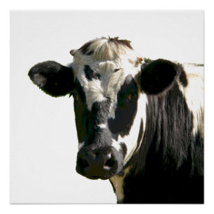 Poster Holstein Vache ferme animal laitier noir et blanc