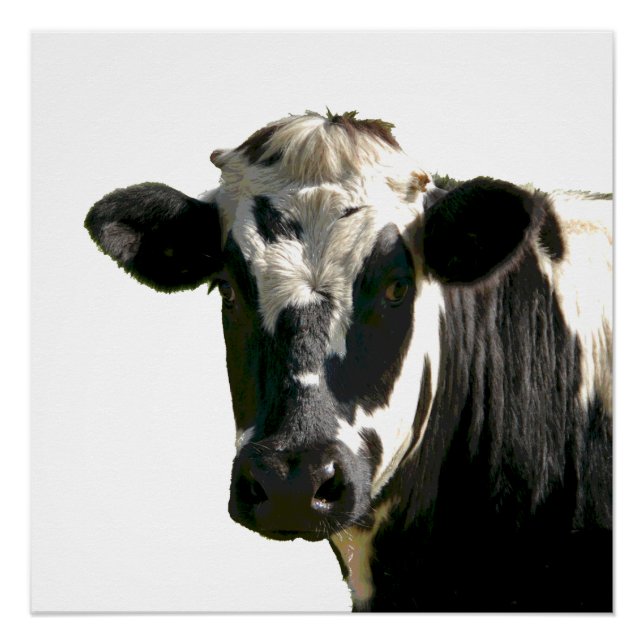 Poster Holstein Vache ferme animal laitier noir et blanc (Devant)