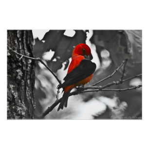 Poster Homme Scarlet Tanager